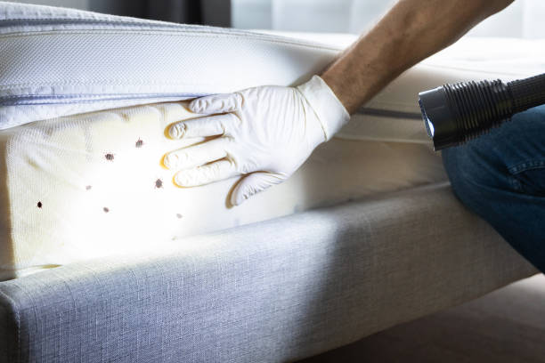 Best Termite Control Services  in Henderson, TN