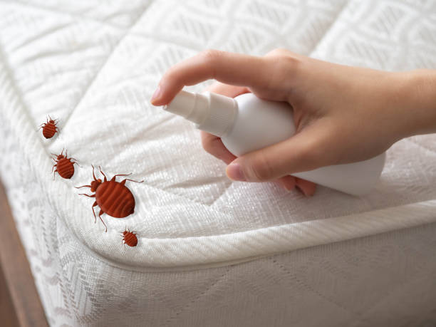Best Spider Control Near Me  in Henderson, TN