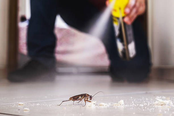 Best Affordable Pest Control Services  in Henderson, TN